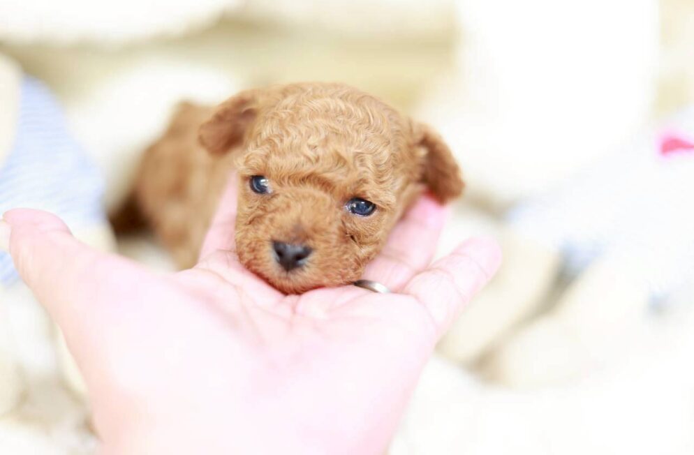 トイプードルの男の子 アダムくん 子犬写真 Little Skip 神戸 ブリーダー