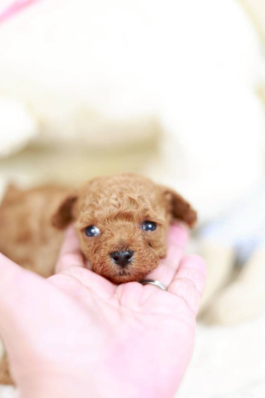 ティーカップ サイズ予想（アプリコット系）男の子（仮ネーム）アダムくん