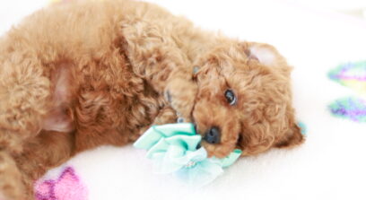 ティーカップ～小さめタイニープードル （アプリコット）男の子 3642(仮ネーム)ツバキくん