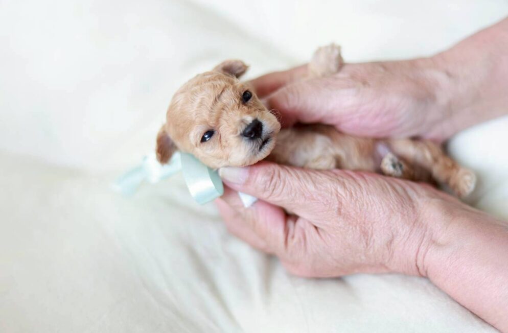 トイプードル男の子 プチドールくん 子犬写真 神戸 Little Skip ペール・フォーン