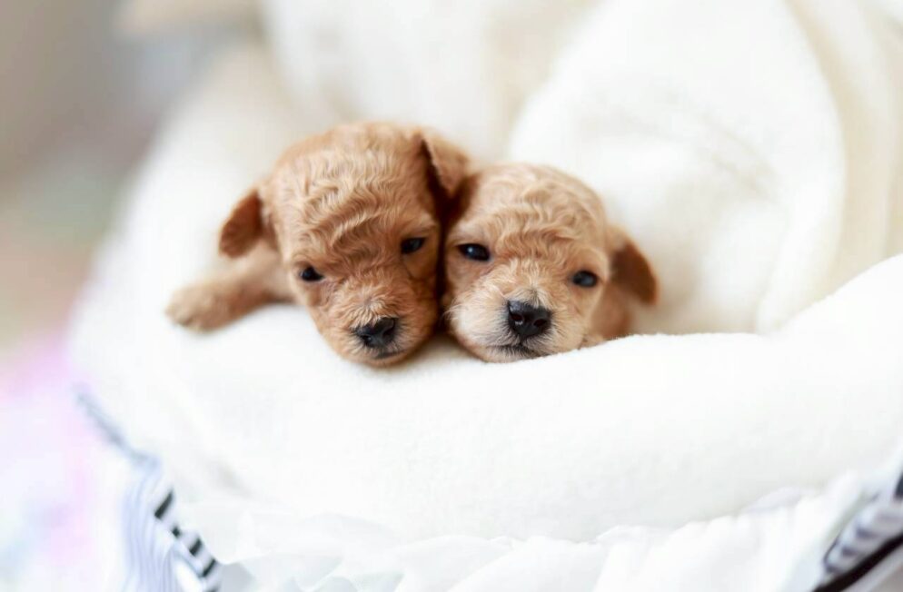 ティーカップサイズ予想のトイプードル子犬 プチドールくん クリーム系の男の子写真