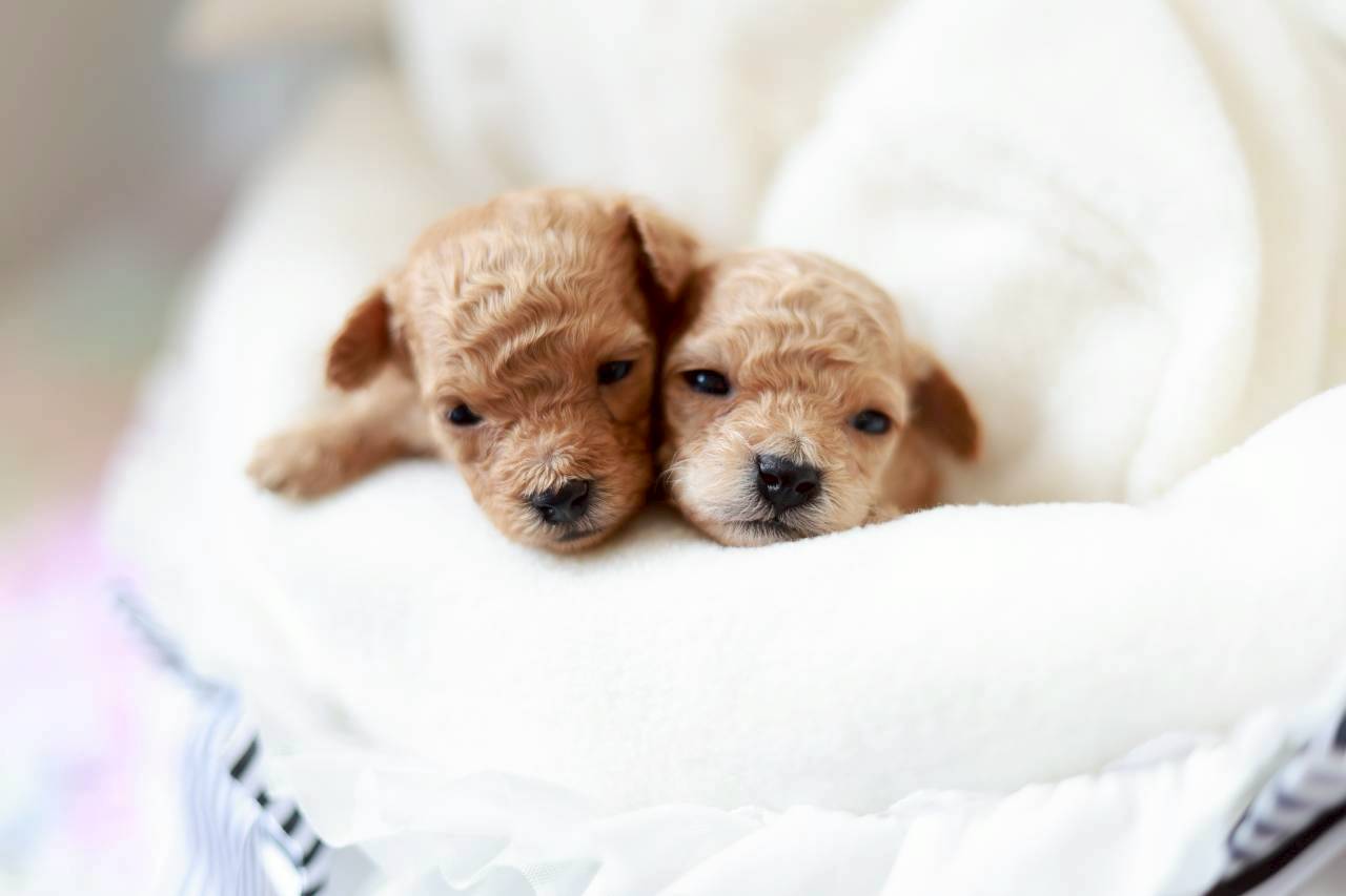 ティーカップ サイズ予想（ペール・フォーン）男の子（仮ネーム）プチドールくん