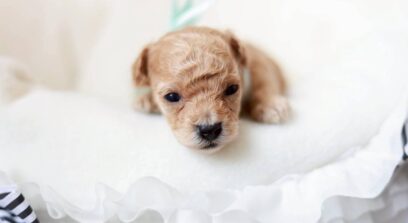 ティーカップ～小さめタイニープードル （ペール・フォーン）男の子 3650(仮ネーム)プチドールくん