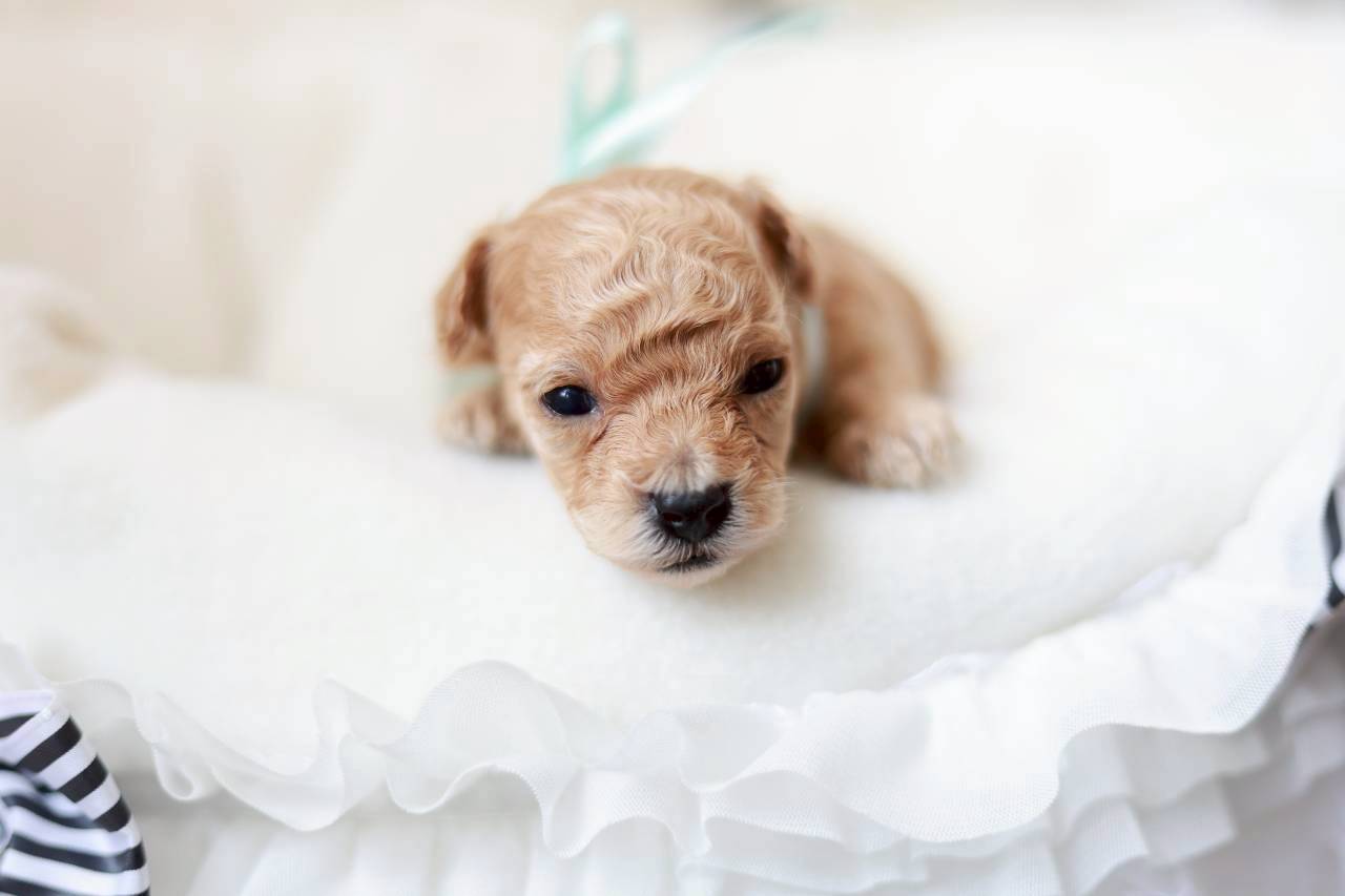 ティーカップ サイズ予想（ペール・フォーン）男の子（仮ネーム）プチドールくん