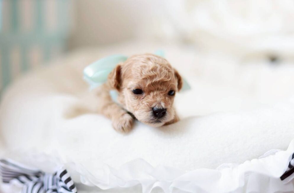 イプードル専門ブリーダーLittle Skipの子犬 プチドールくん クリームの男の子