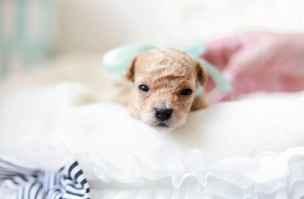 ティーカップサイズ予想のトイプードル子犬 プチドールくん クリーム系の男の子