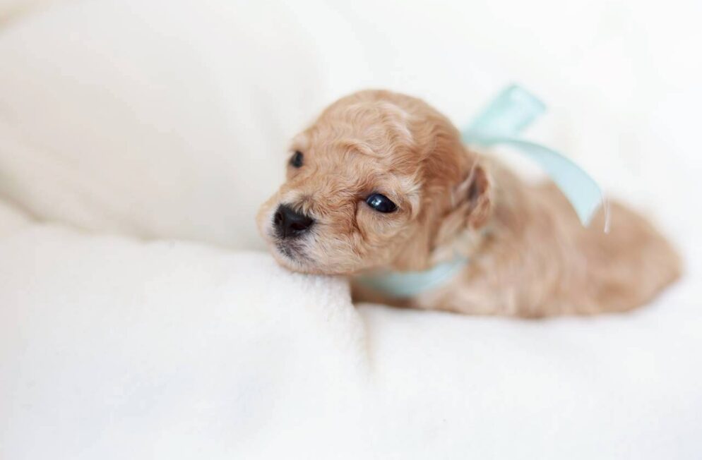 トイプードルの子犬 プチドールくん 男の子 ペール・フォーン 神戸ブリーダー