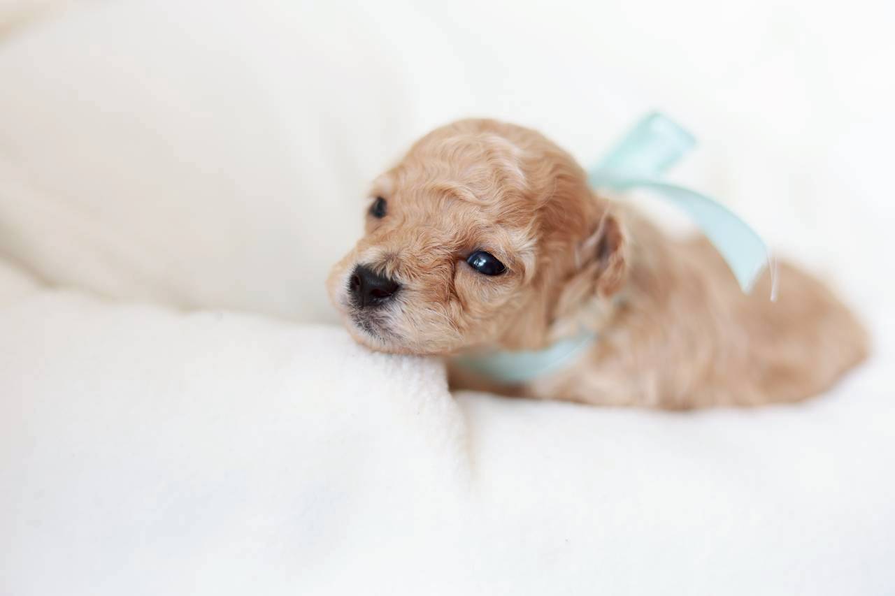 ティーカップ サイズ予想（ペール・フォーン）男の子（仮ネーム）プチドールくん