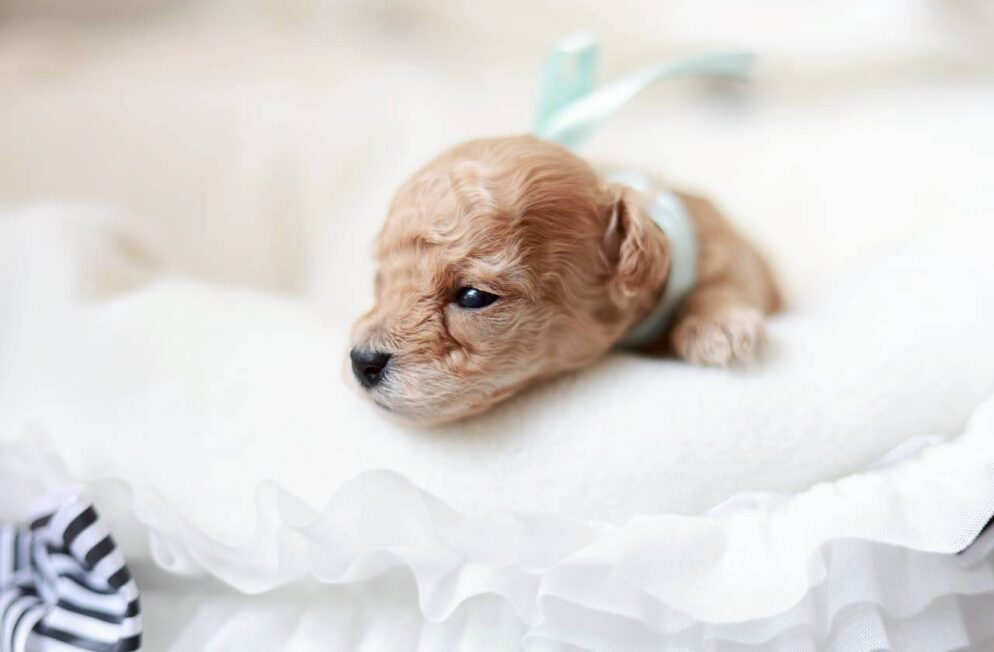 プチドールくん トイプードル子犬 ペール・フォーン クリーム 男の子の写真