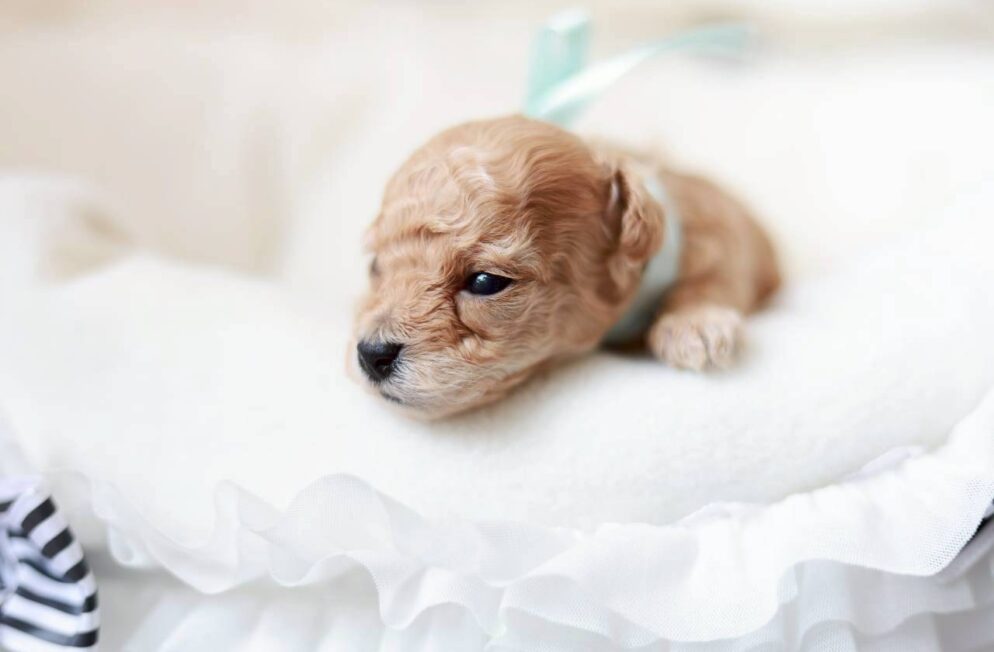 神戸Little Skipのティーカップサイズ予想 トイプードル子犬 プチドールくん