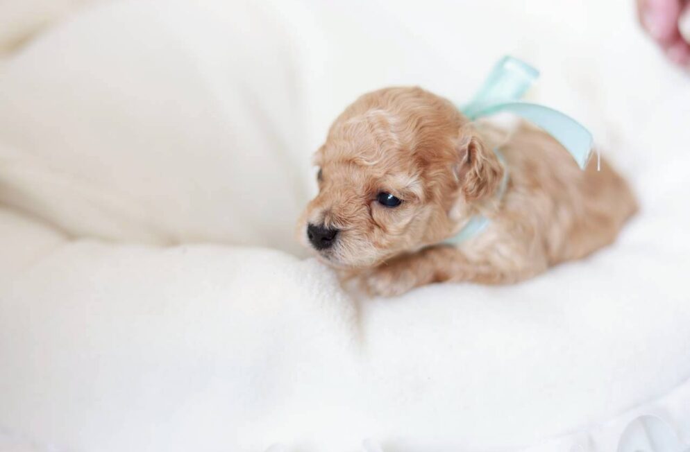 ペール・フォーン クリームのトイプードル子犬 プチドールくん Little Skip