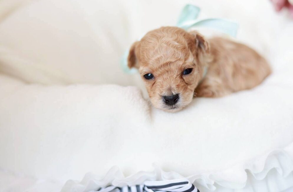 ペール・フォーンのトイプードル男の子 プチドールくん 神戸Little Skipの子犬写真