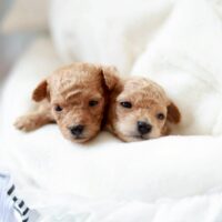 トイプードル男の子 プチビジューくん 子犬写真 神戸 Little Skip ペール・フォーン