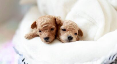 トイプードル男の子 プチビジューくん 子犬写真 神戸 Little Skip ペール・フォーン