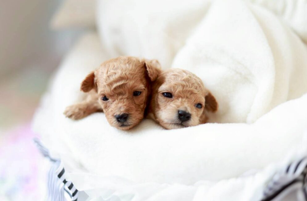 トイプードル男の子 プチビジューくん 子犬写真 神戸 Little Skip ペール・フォーン