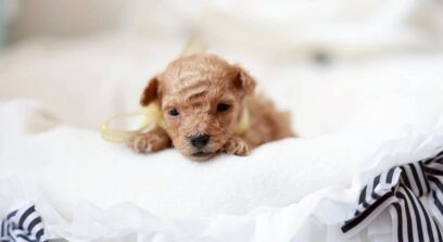 ティーカップ～小さめタイニープードル （ペール・フォーン）女の子 3648(仮ネーム)プチロゼリアちゃん