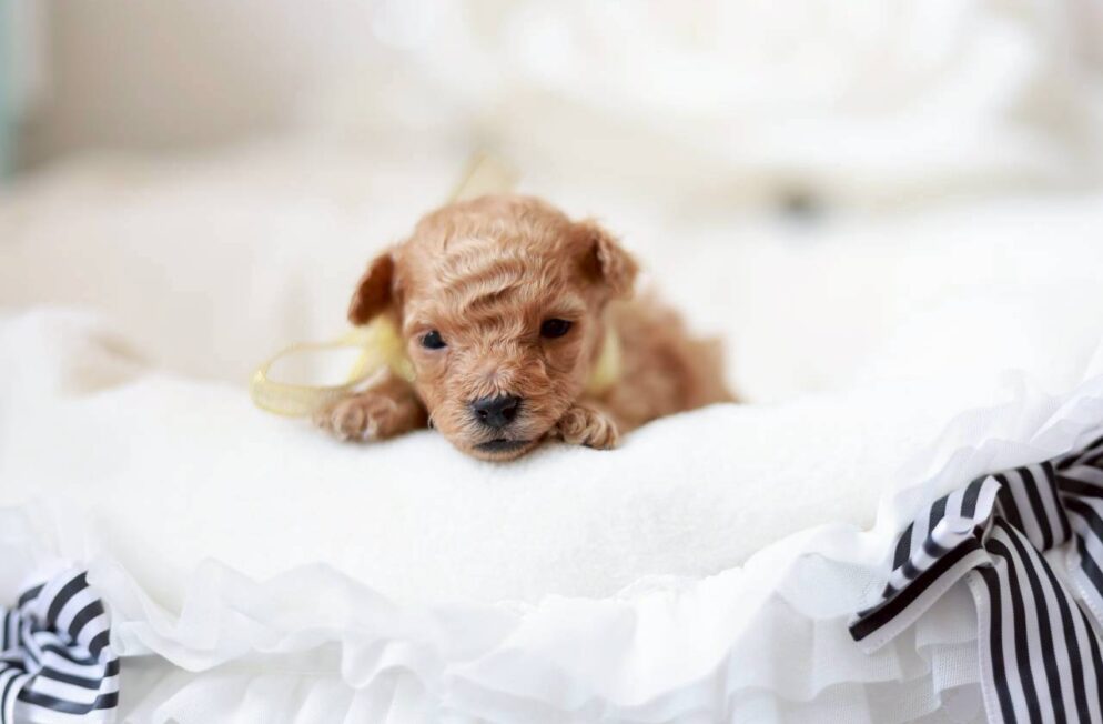 ティーカップサイズ予想のトイプードル子犬 プチビジューくん クリーム系の男の子