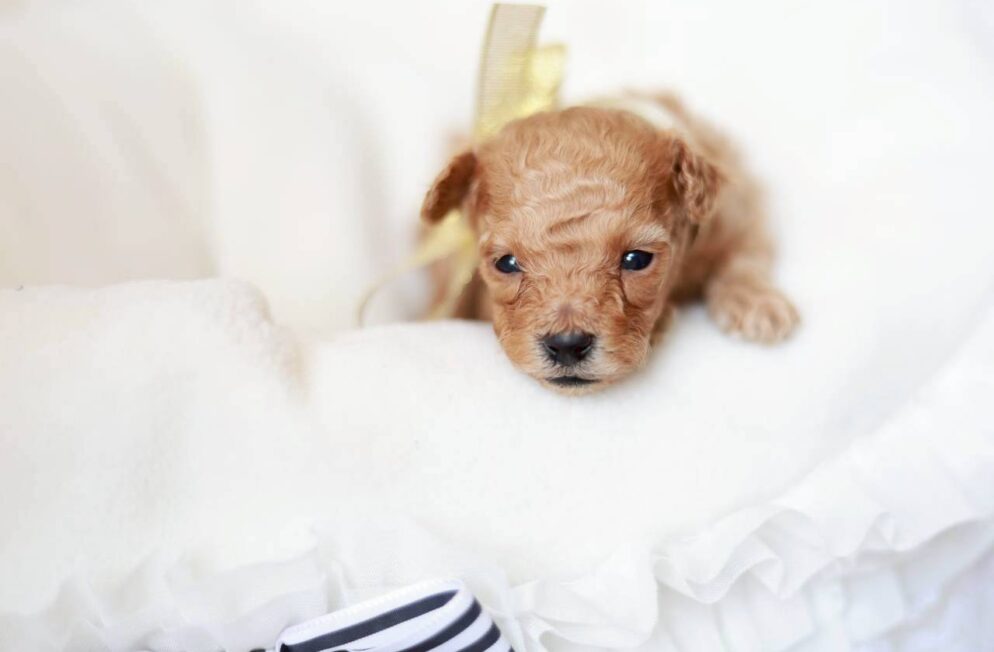 神戸のブリーダーLittle Skipのトイプードル子犬 プチビジューくん ペール・フォーンの男の子