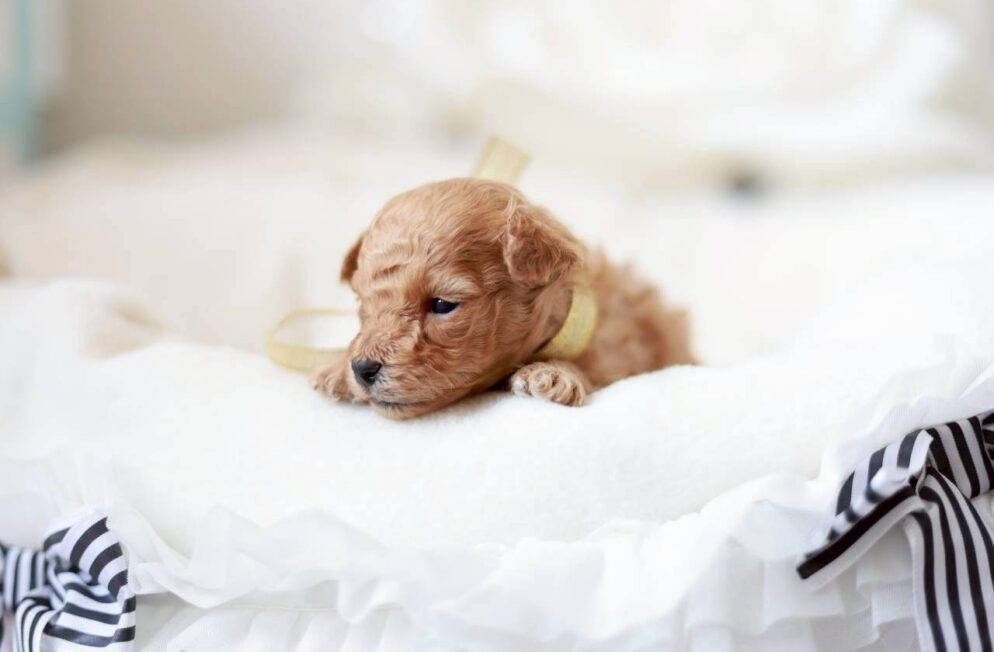 トイプードル専門ブリーダーLittle Skipの子犬 プチビジューくん クリームの男の子