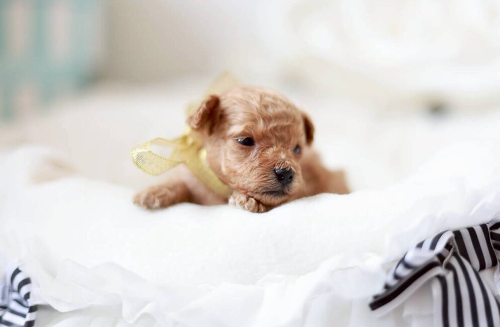 ペール・フォーンのトイプードル男の子 プチビジューくん 神戸Little Skipの子犬写真