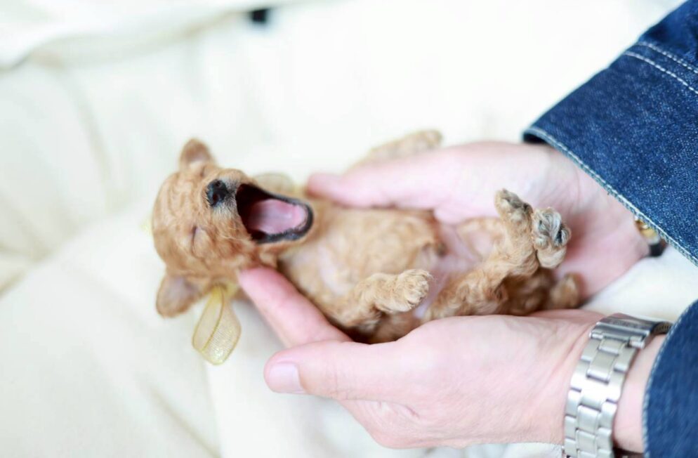 プチビジューくん トイプードル子犬 ペール・フォーン クリーム 男の子の写真