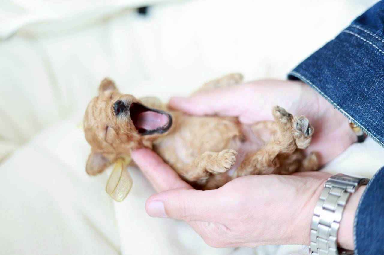 ティーカップ サイズ予想（ペール・フォーン）男の子（仮ネーム）プチビジューくん