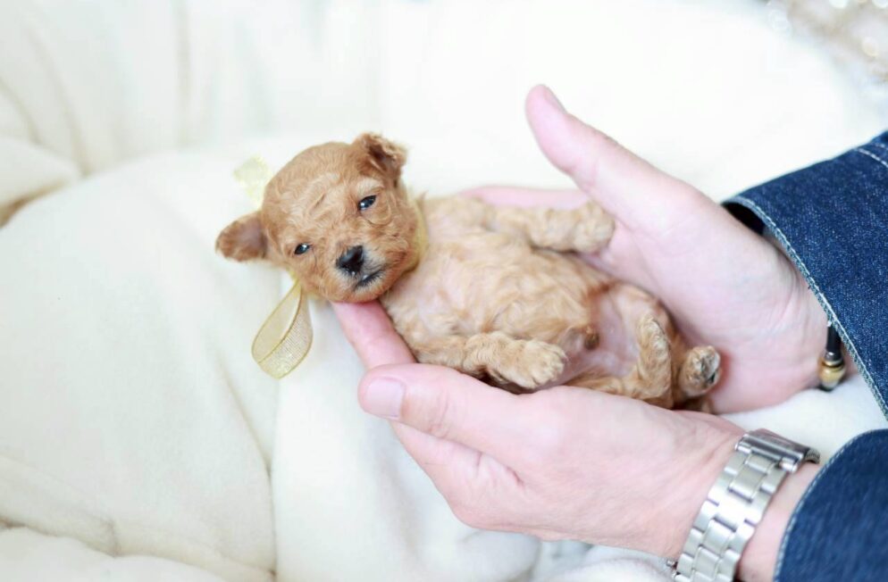 トイプードルの子犬 プチビジューくん 男の子 ペール・フォーン 神戸ブリーダー