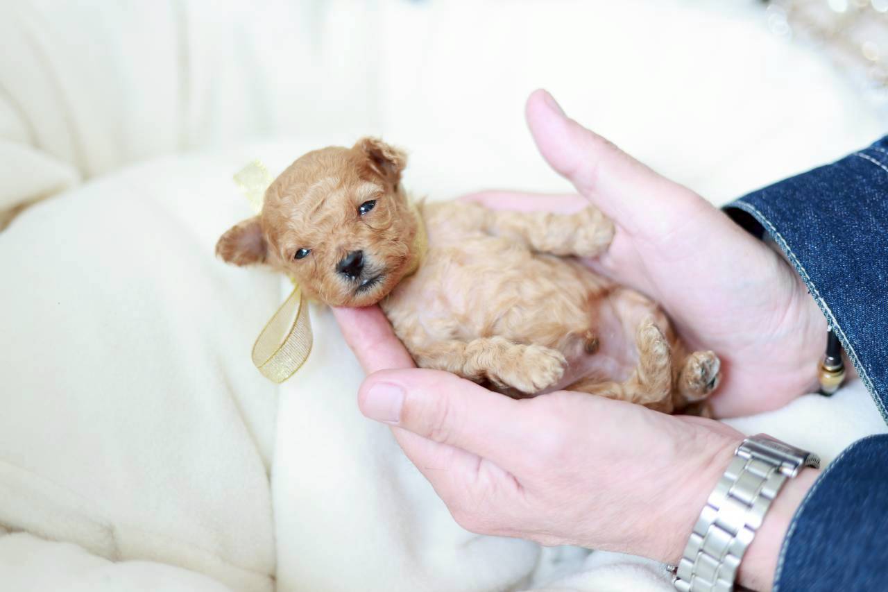 ティーカップ サイズ予想（ペール・フォーン）男の子（仮ネーム）プチビジューくん