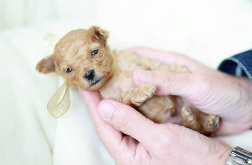 ペール・フォーン クリームのトイプードル子犬 プチビジューくん Little Skip