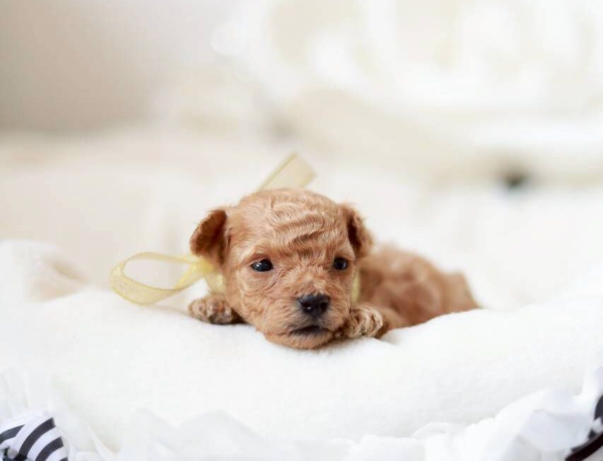 神戸Little Skipのティーカップサイズ予想 トイプードル子犬 プチビジューくん