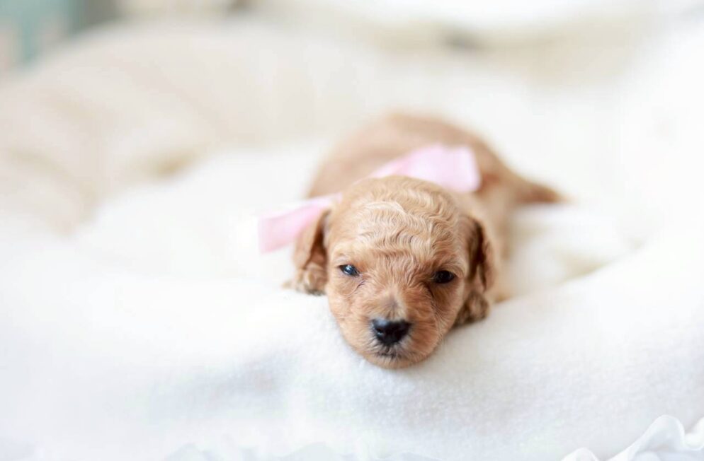 神戸のブリーダーLittle Skipのトイプードル子犬 プチフィーヌちゃん ペール・フォーンの女の子