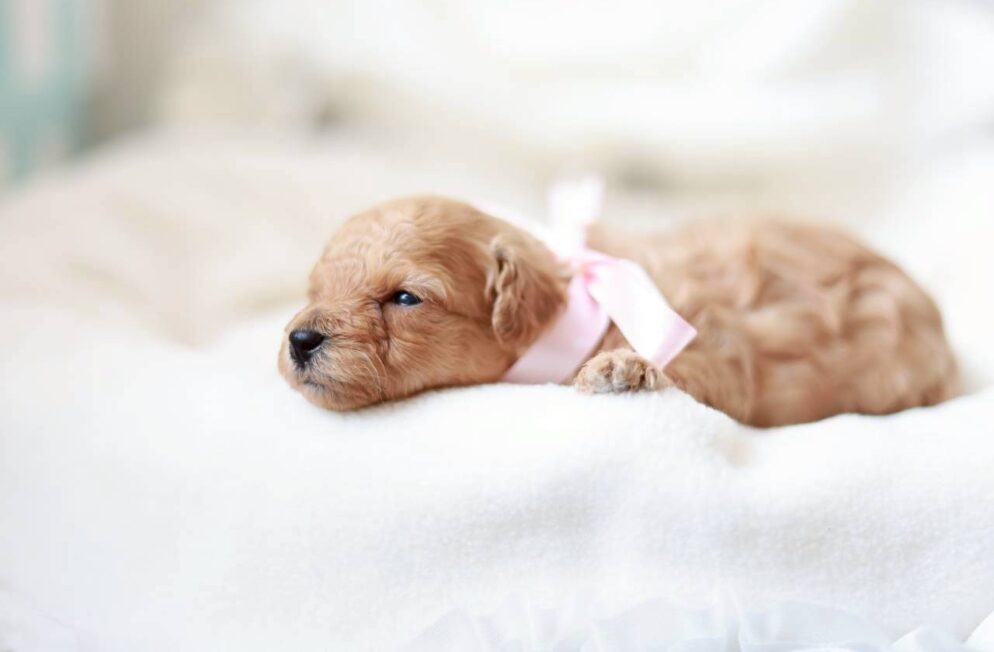 ペール・フォーンのトイプードル女の子 プチフィーヌちゃん 神戸Little Skipの子犬写真