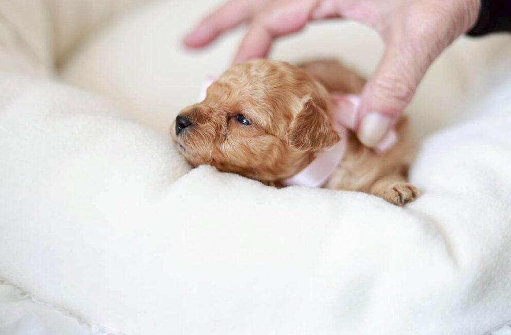 ティーカップサイズ予想のトイプードル子犬 プチフィーヌちゃん ペール・フォーン クリームの女の子