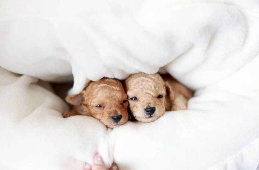 トイプードルの子犬 プチフィーヌちゃん 女の子 ペール・フォーン 神戸ブリーダー