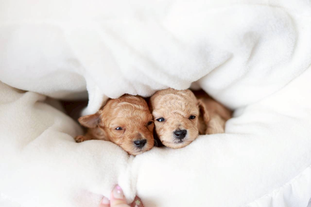 トイプードル4兄妹の写真