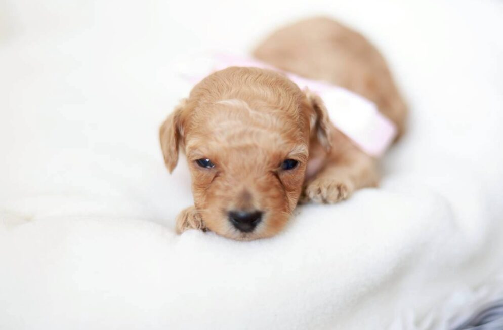 トイプードル専門ブリーダーLittle Skipの子犬 プチフィーヌちゃん クリーム系の女の子