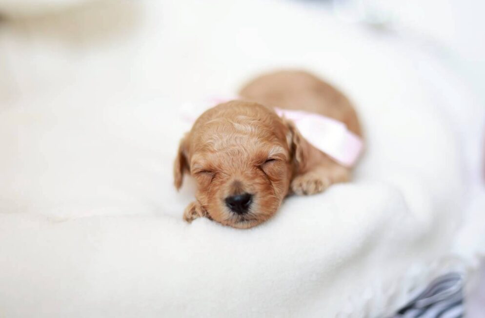 神戸Little Skipのティーカップサイズ予想 トイプードル子犬 プチフィーヌちゃん