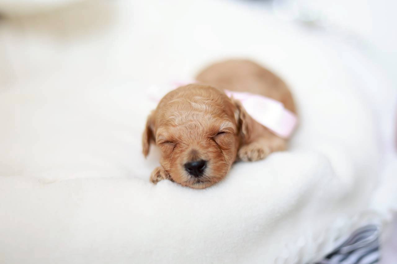 ティーカップ サイズ予想（ペール・フォーン）女の子（仮ネーム）プチフィーヌちゃん