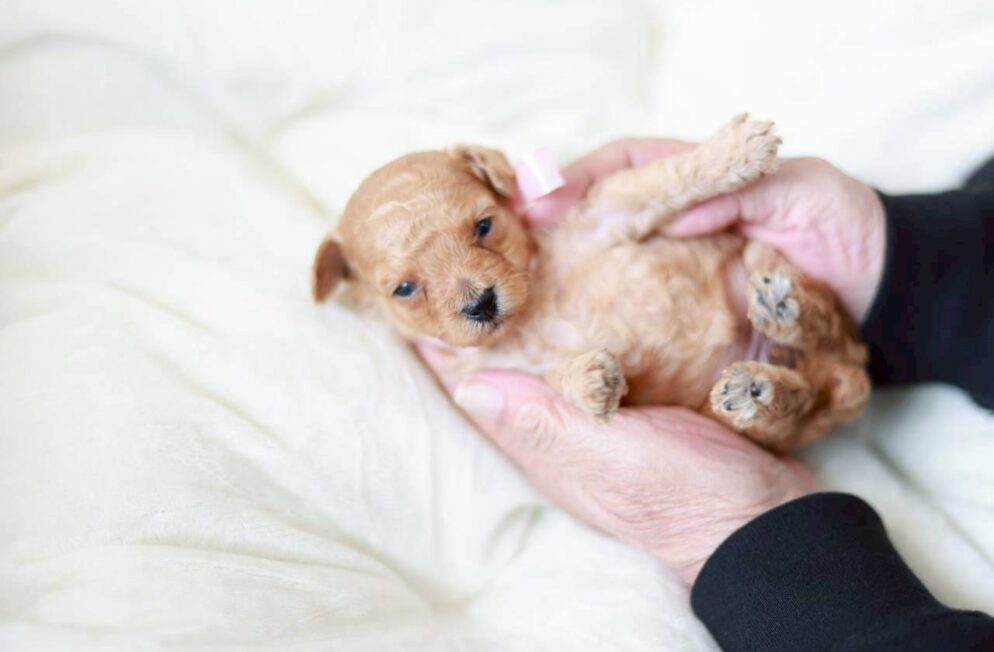 プチフィーヌちゃん トイプードル子犬 ペール・フォーン クリーム 女の子の写真
