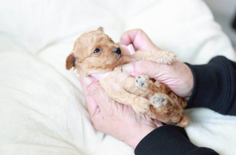 ペール・フォーン クリームのトイプードル子犬 プチフィーヌちゃん Little Skip