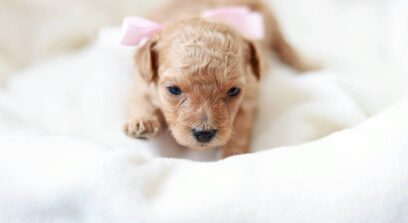 ティーカップ～小さめタイニープードル （ペール・フォーン）女の子3647 (仮ネーム)プチフィーヌちゃん