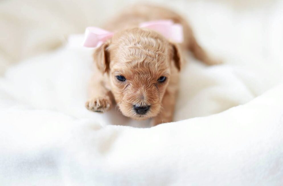 イプードル女の子 プチフィーヌちゃん 子犬写真 神戸 Little Skip ペール・フォーン