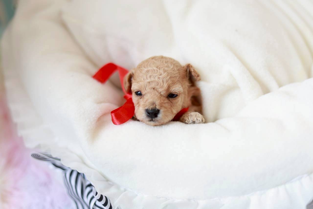 ティーカップ サイズ予想（ペール・フォーン）女の子（仮ネーム）プチロゼリアちゃん