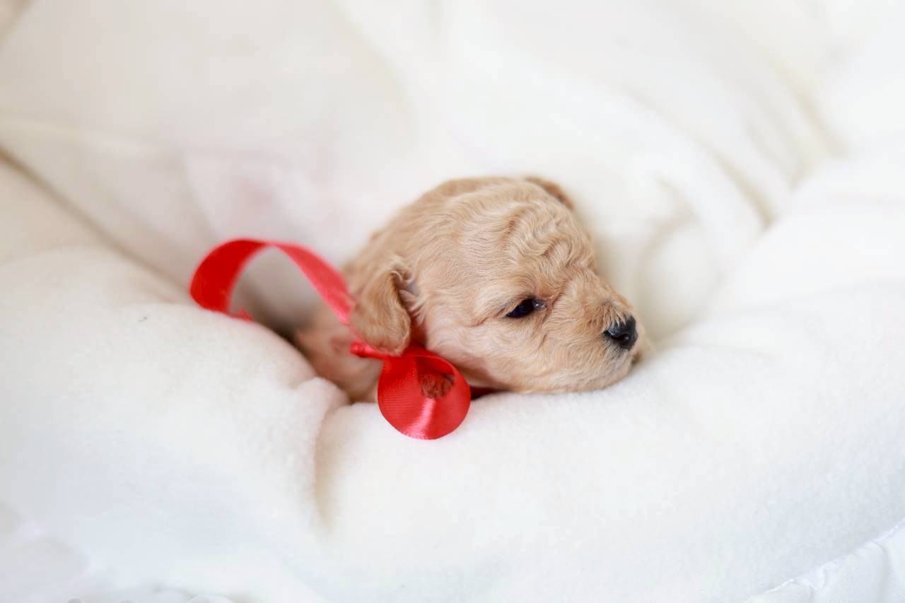 ティーカップ サイズ予想（ペール・フォーン）女の子（仮ネーム）プチロゼリアちゃん