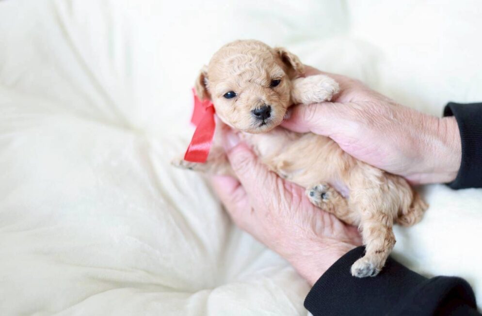 ティーカップサイズ予想のトイプードル子犬 プチロゼリアちゃん クリーム系の女の子