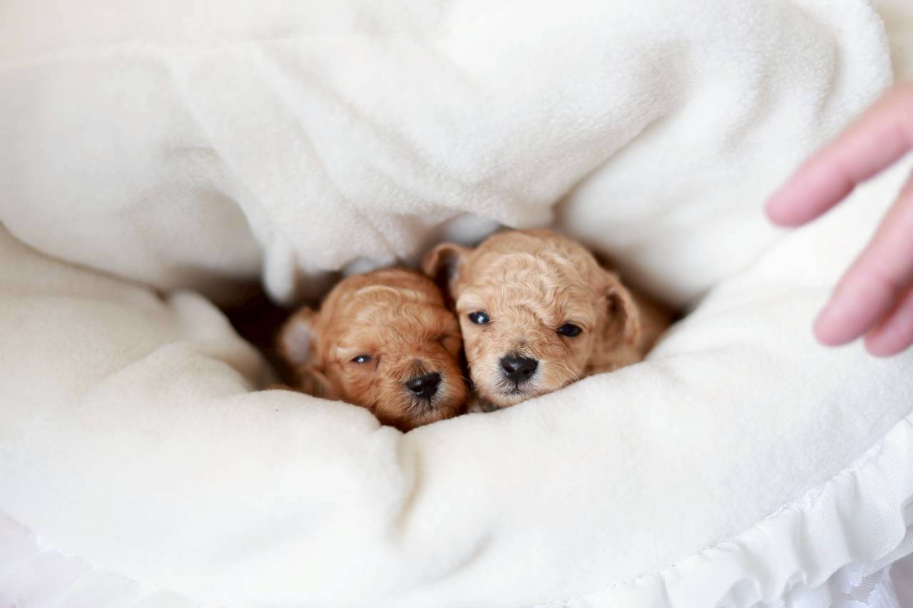 ティーカップ サイズ予想（ペール・フォーン）女の子（仮ネーム）プチロゼリアちゃん