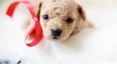 ティーカップ～小さめタイニープードル （ペール・フォーン）女の子 3648(仮ネーム)プチロゼリアちゃん