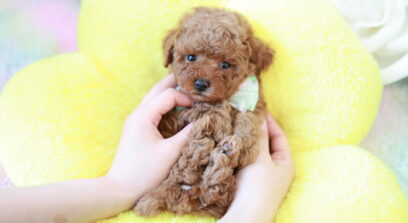 ティーカップ～小さめタイニープードル （アプリコット）女の子 3643(仮ネーム)ミモザちゃん