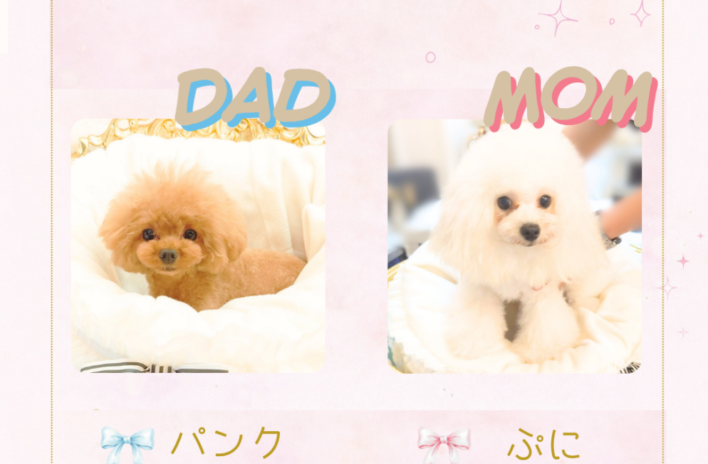 トイプードルの親犬紹介 パパのパンクとママのぷにの紹介画像