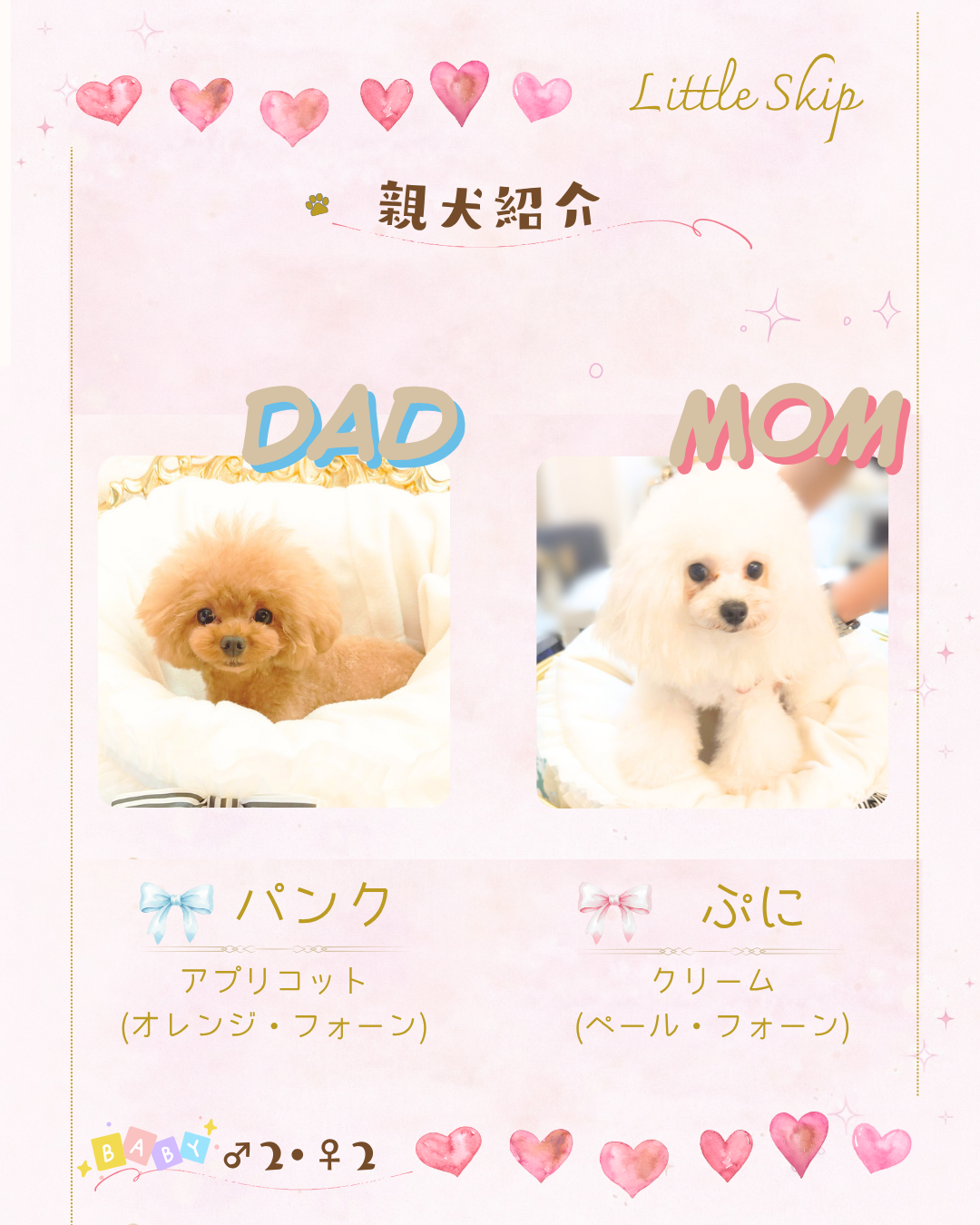 トイプードルの出産情報